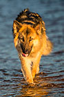 Sheba