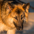Sheba dog