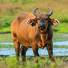 Buffalo
