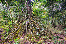 tree in forest