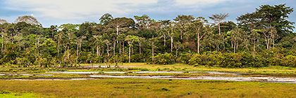 panorama | forest and stream at Lango baie