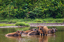 Buffalos