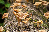 Fungi Trumpets