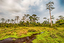 vegetation along Lango stream