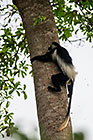 Colobus