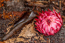 red flower