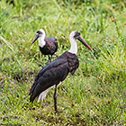 Stork
