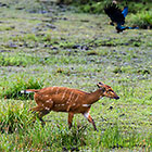 Sitatunga