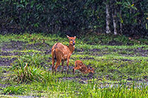Sitatunga
