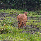 Sitatunga