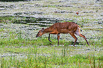 Sitatunga