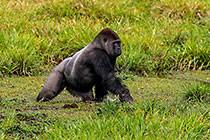 Gorillas