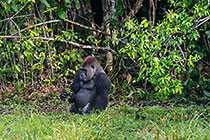 Gorillas