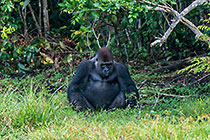Gorillas