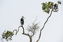 Stork