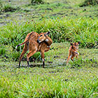 sitatunga female with baby in baie