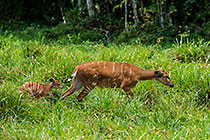 sitatunga female with baby in baie