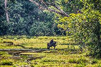 Gorillas