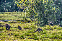 Gorillas
