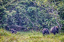 Gorillas