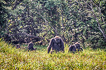 Gorillas