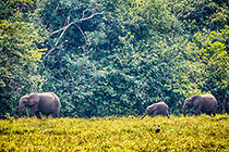 Elephants
