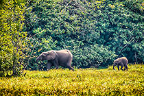 Elephants