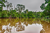 forest trees along river banks