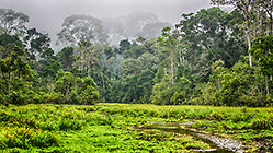stream in baie | trees in forest under mist