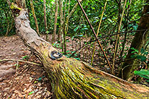 dead tree in forest