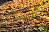 wood pattern of dead tree