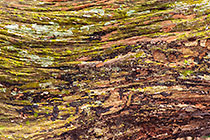 wood pattern of dead tree