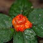 plant with orange fruit