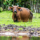 Buffalos