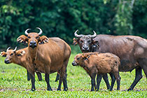 Buffalos