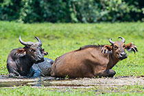 Buffalos