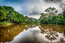 forest trees along river bank