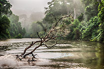 spiderweb on dead tree in river