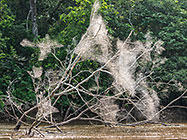 spiderweb on dead tree in river