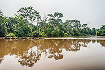 forest trees along river bank