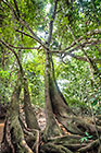 trees in forest along river banks