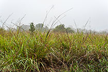 high grass in baie