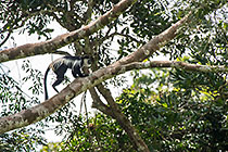 Colobus