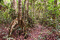 Santiria trimera tree in forest | Burseraceae