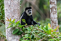 Colobus