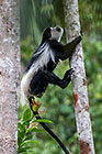 Colobus