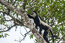 Colobus