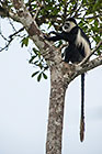 Colobus