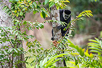 Colobus