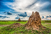 Anthill